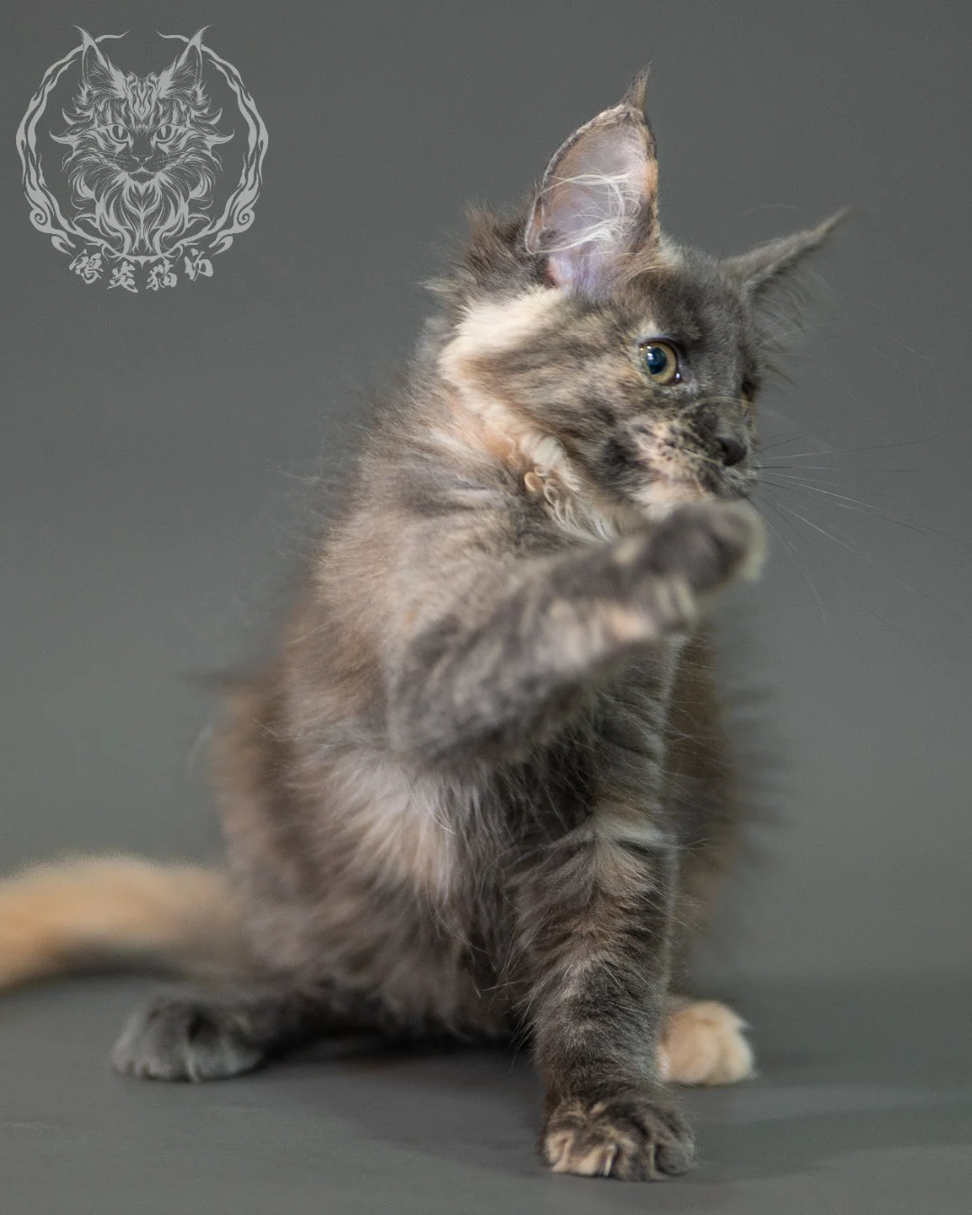 藍乳玳帽緬因貓 Blue Cream Calico Maine Coon 2months Closeup 9