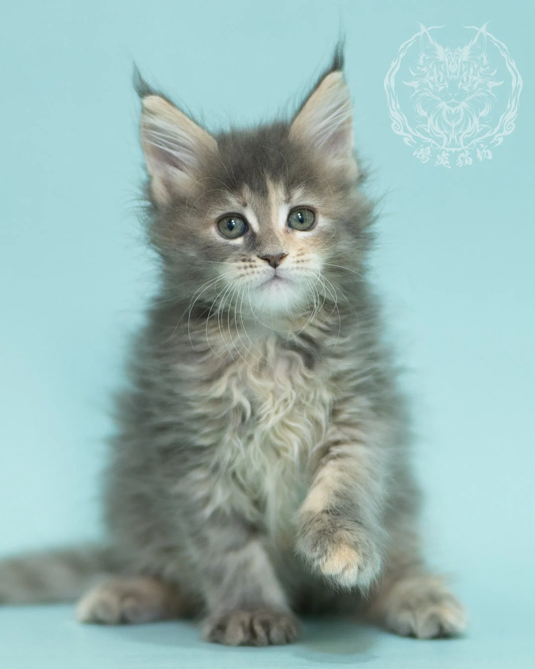 藍乳虎斑緬因貓 Blue Cream Tabby Maine Coon 2months Reachout 14