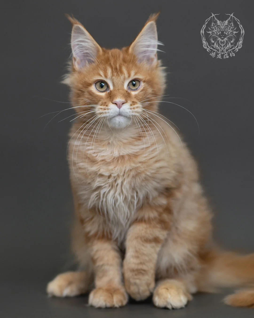 紅虎斑緬因貓 Red Tabby Maine Coon 4halfmonths Cattery Taichung 5