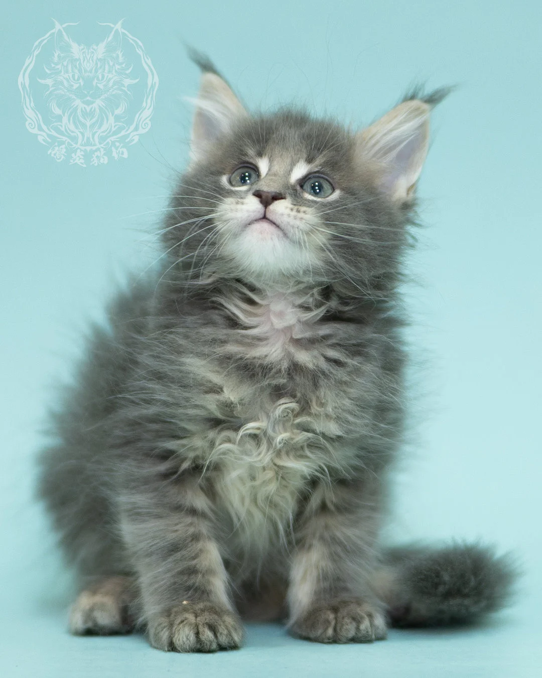 藍虎斑緬因貓 Blue Tabby Maine Coon 2months Sideview 1