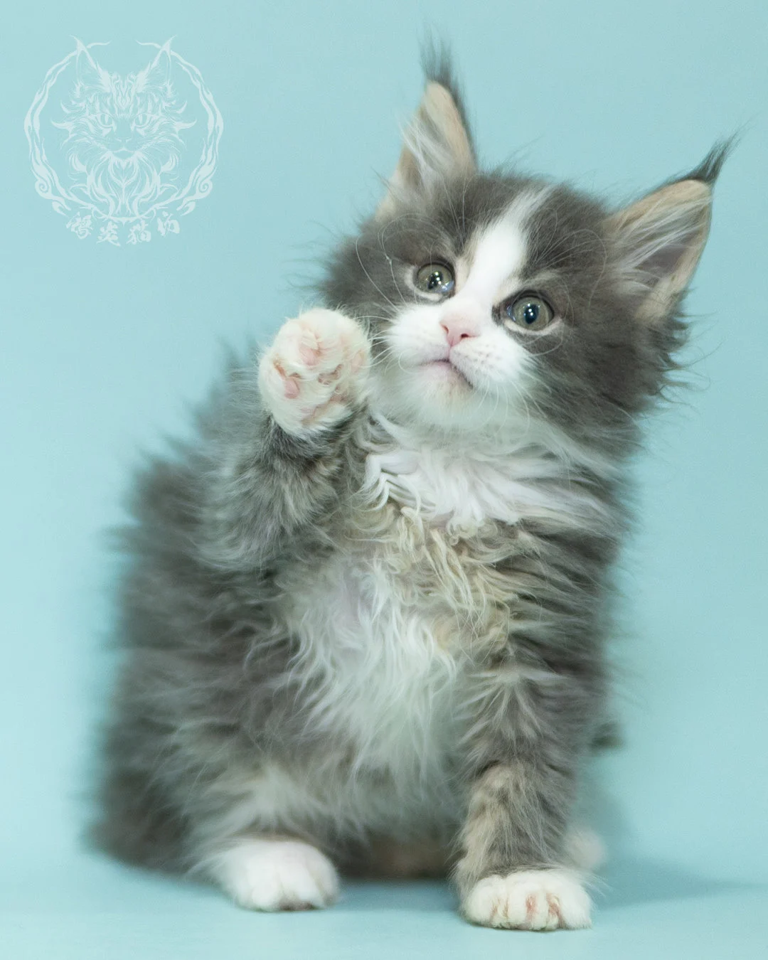 藍白賓士緬因貓 Blue Tabby Bicolor Maine Coon 2months Closeup 3