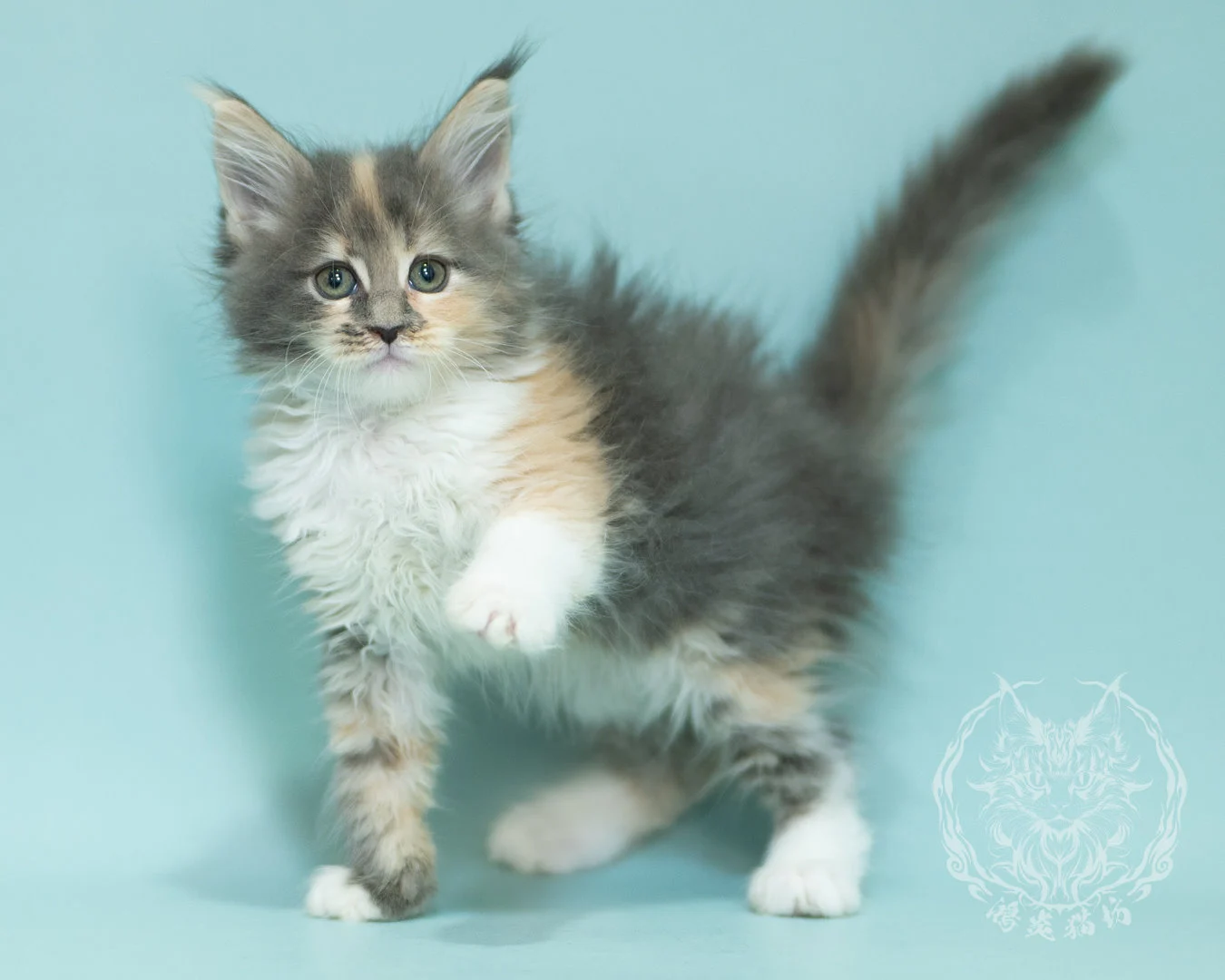 藍乳玳帽緬因貓 Blue Cream Tortie Maine Coon 2months Sidepose 20