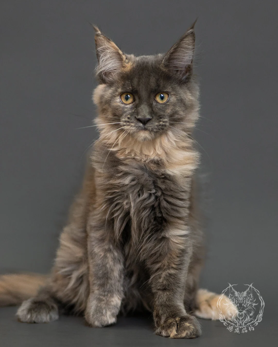 藍乳玳帽緬因貓 Blue Cream Tortie Maine Coon 3months Record 6