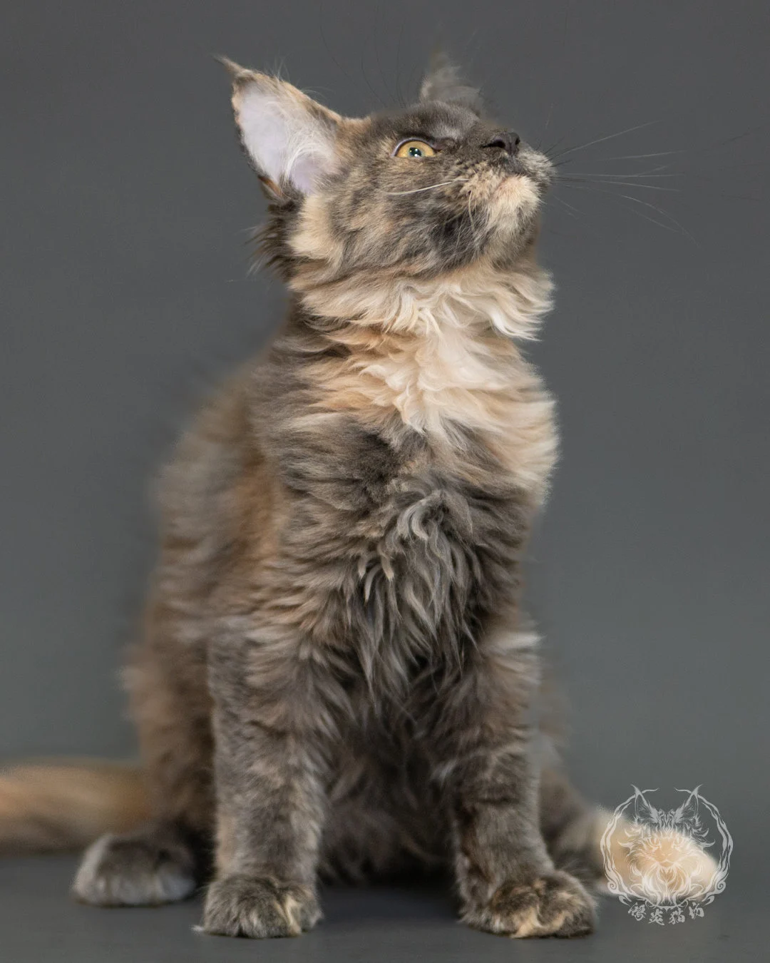 藍乳玳帽緬因貓 Blue Cream Tortie Maine Coon 3months Record 4