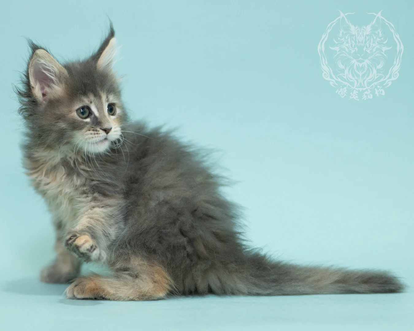 藍乳虎斑緬因貓 Blue Cream Tabby Maine Coon 2months Reachout 17