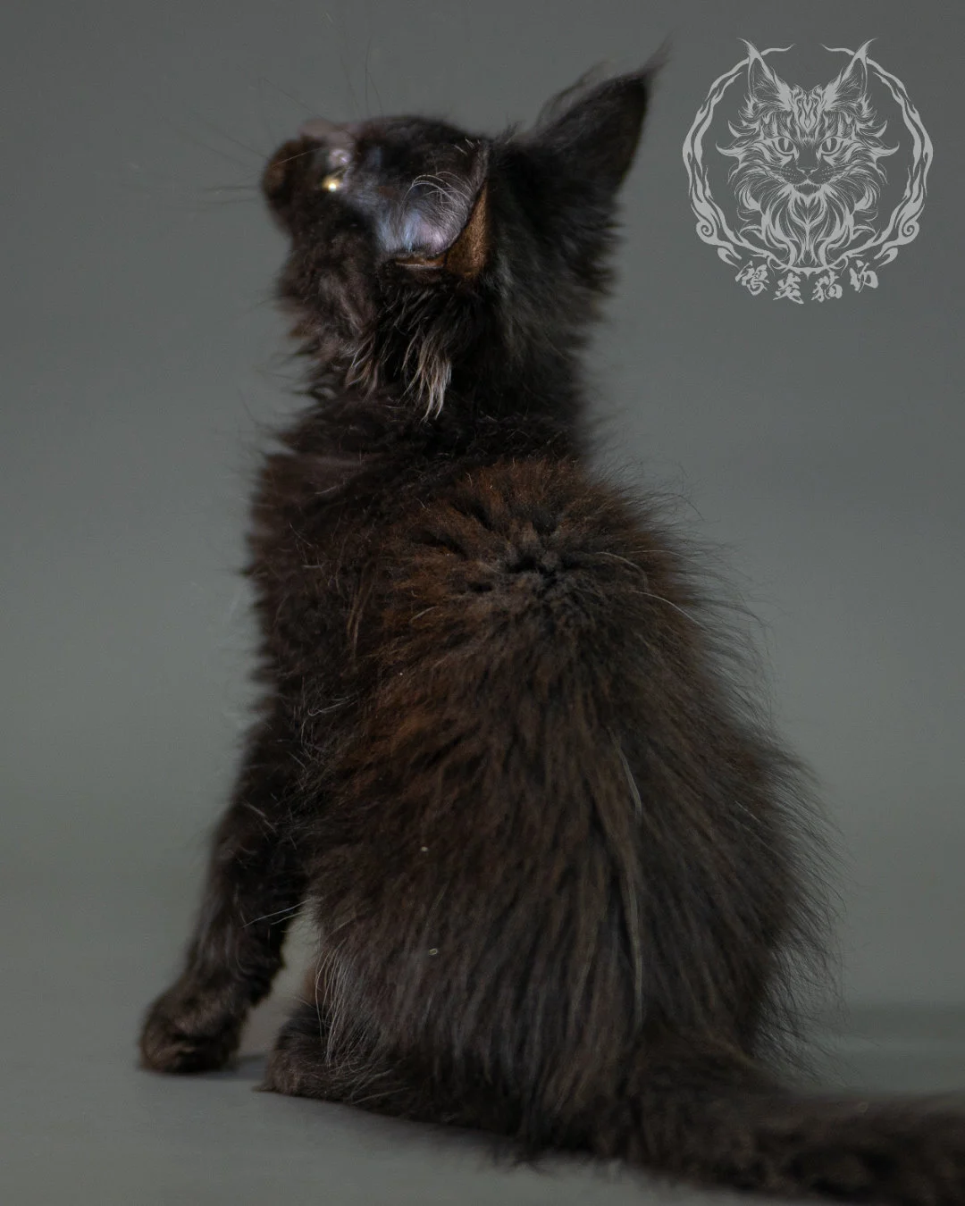 黑色緬因貓 Black Maine Coon 2months Closeup 10