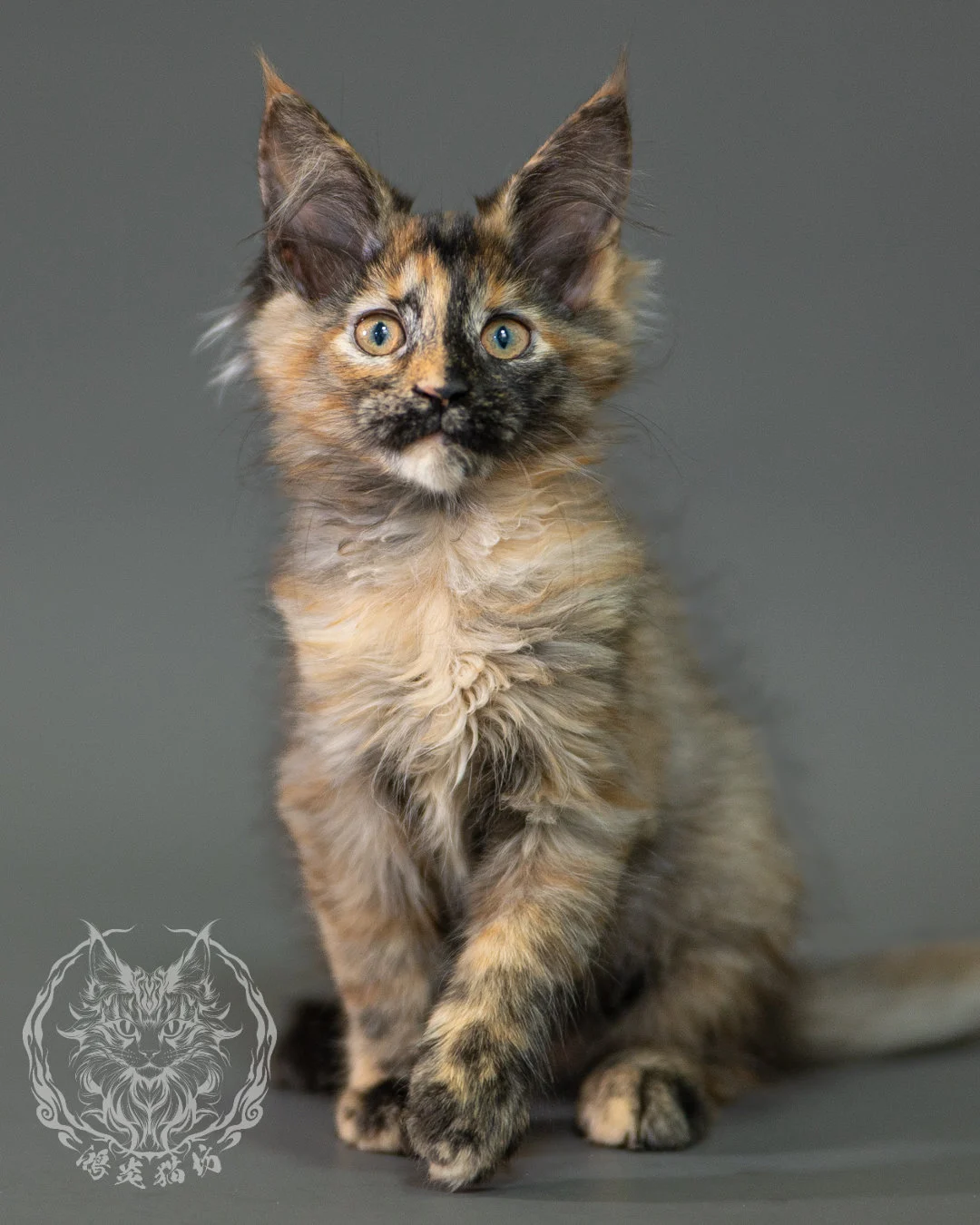 黑煙玳帽緬因貓 Black Smoke Tortie Maine Coon 2months Closeup 13