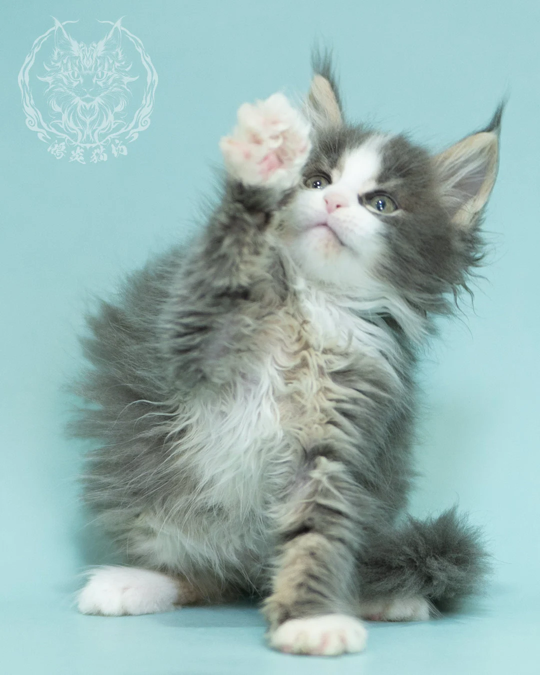 藍白賓士緬因貓 Blue Tabby Bicolor Maine Coon 2months Closeup 7