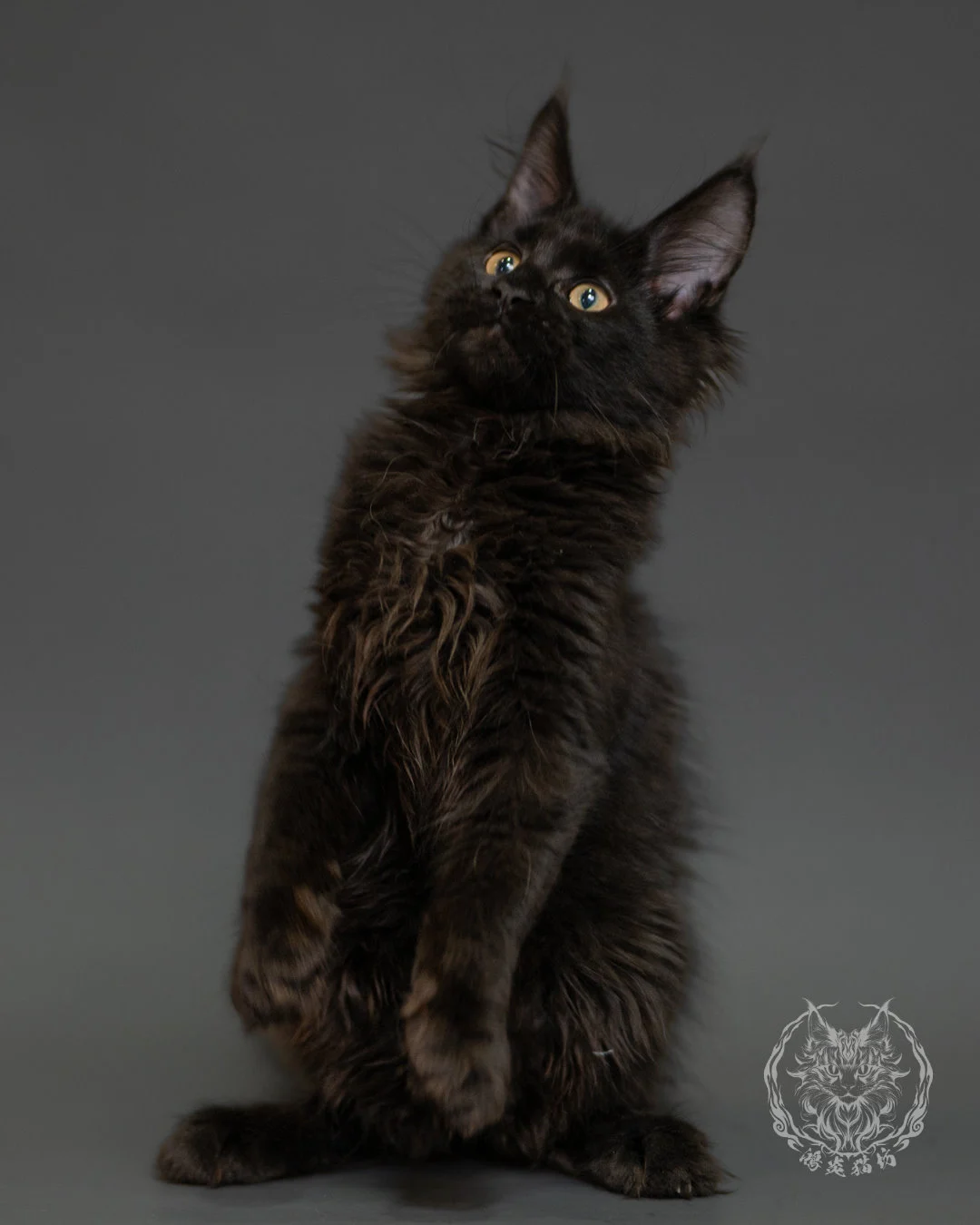 黑色緬因貓 Black Maine Coon 3months Record 10