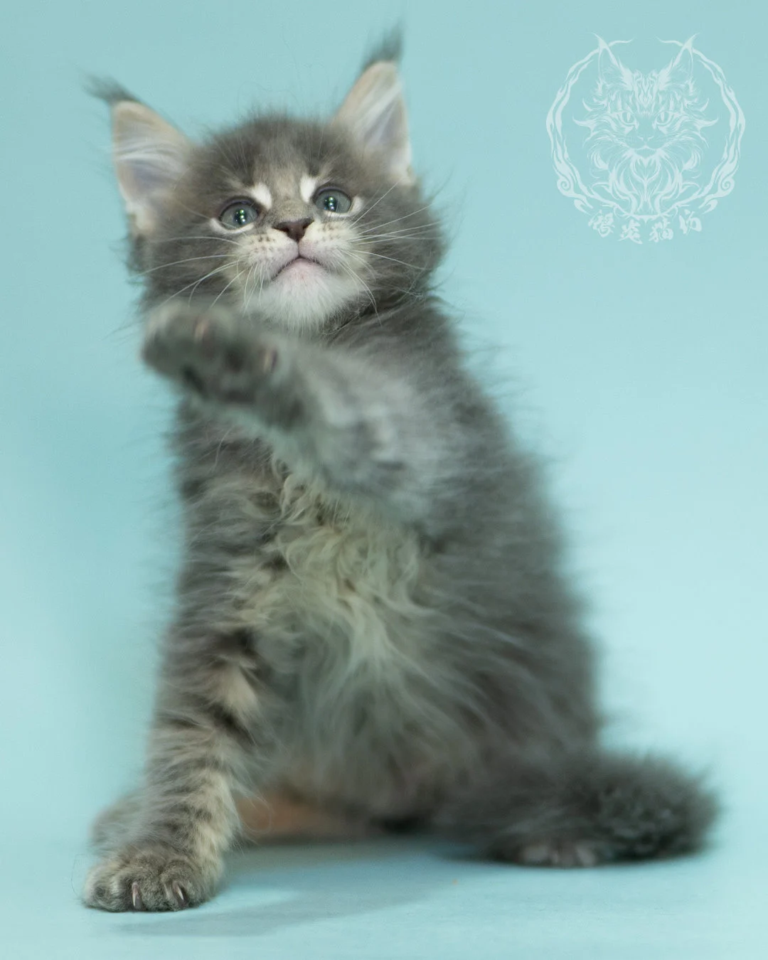 藍虎斑緬因貓 Blue Tabby Maine Coon 2months Sideview 10