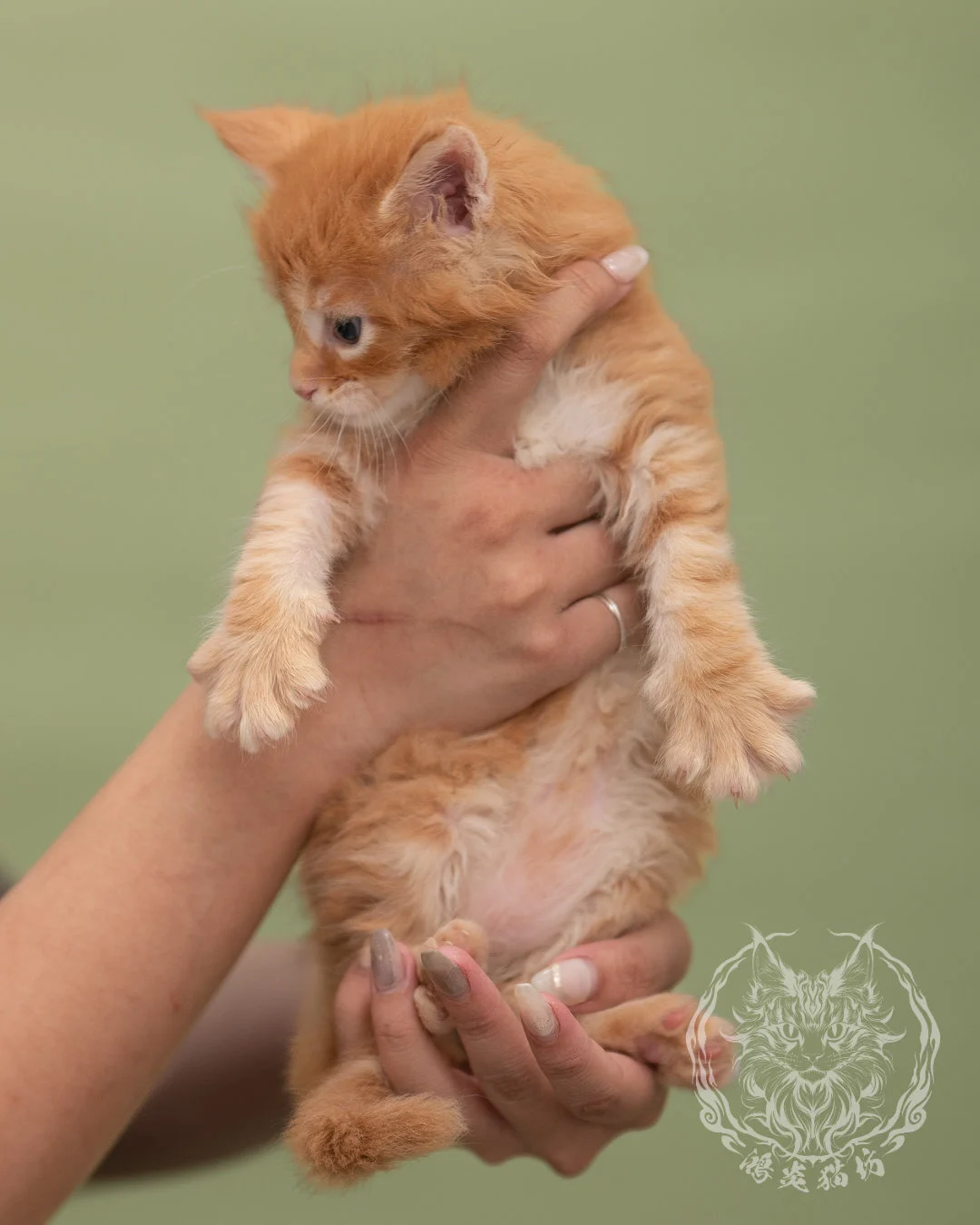 紅虎斑緬因貓 Red Tabby Maine Coon 4weeks Closeup 3