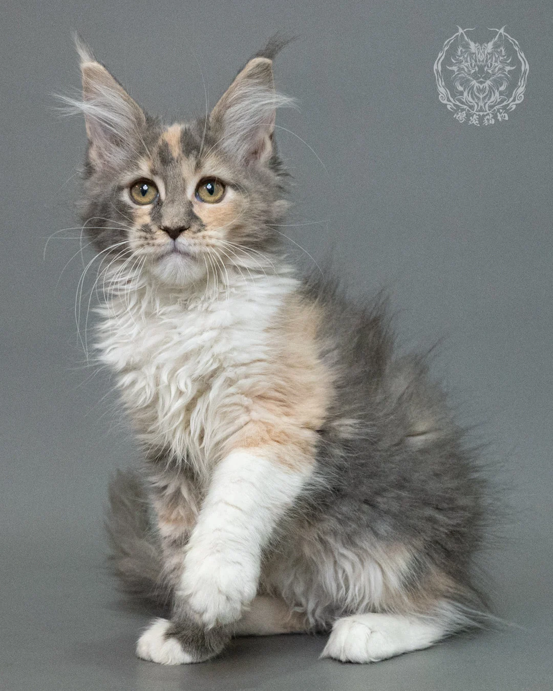 藍乳玳帽緬因貓 Blue Cream Tortie Maine Coon 3months Closeup 2