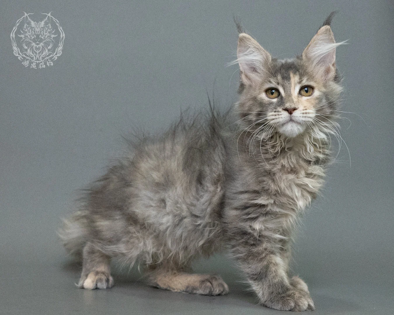 藍乳虎斑緬因貓 Blue Cream Tabby Maine Coon 3months Closeup 16