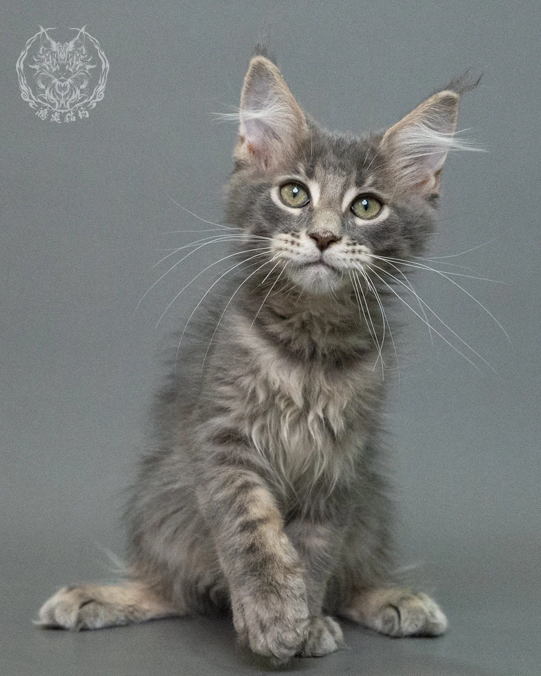 藍虎斑緬因貓 Blue Tabby Maine Coon 3months Closeup 12