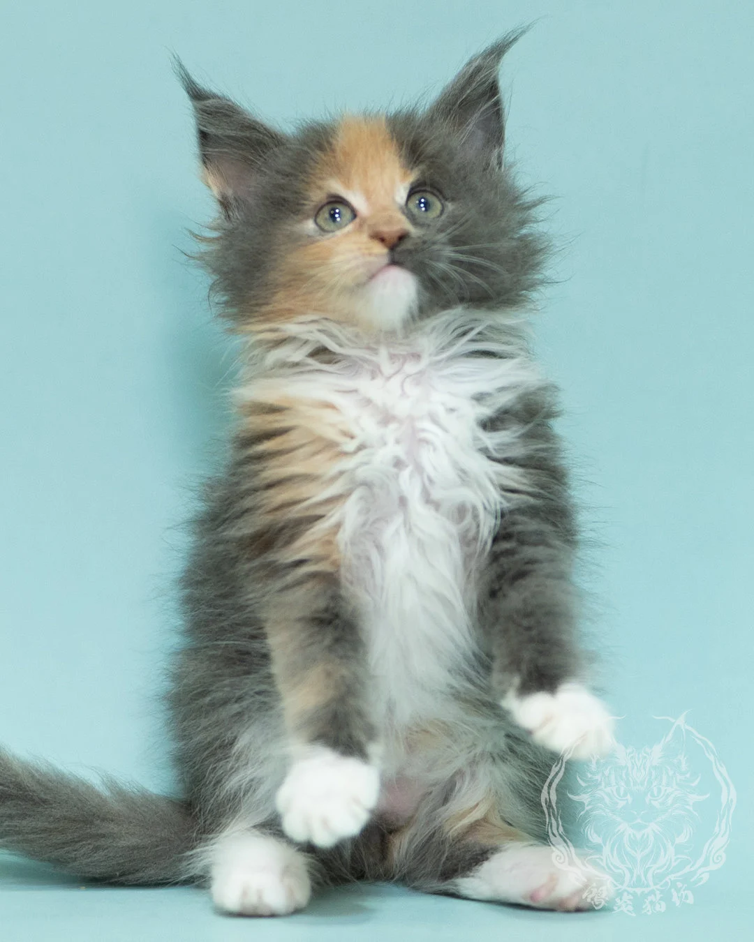 藍乳玳帽緬因貓 Blue Cream Tortie Maine Coon 2months Sidepose 6