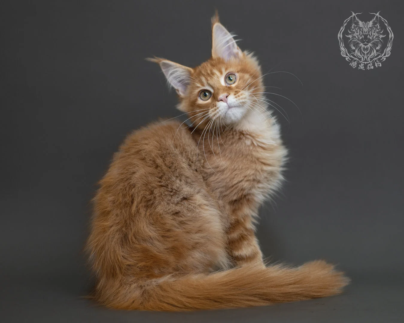 紅虎斑緬因貓 Red Tabby Maine Coon 4halfmonths Cattery Taichung 17