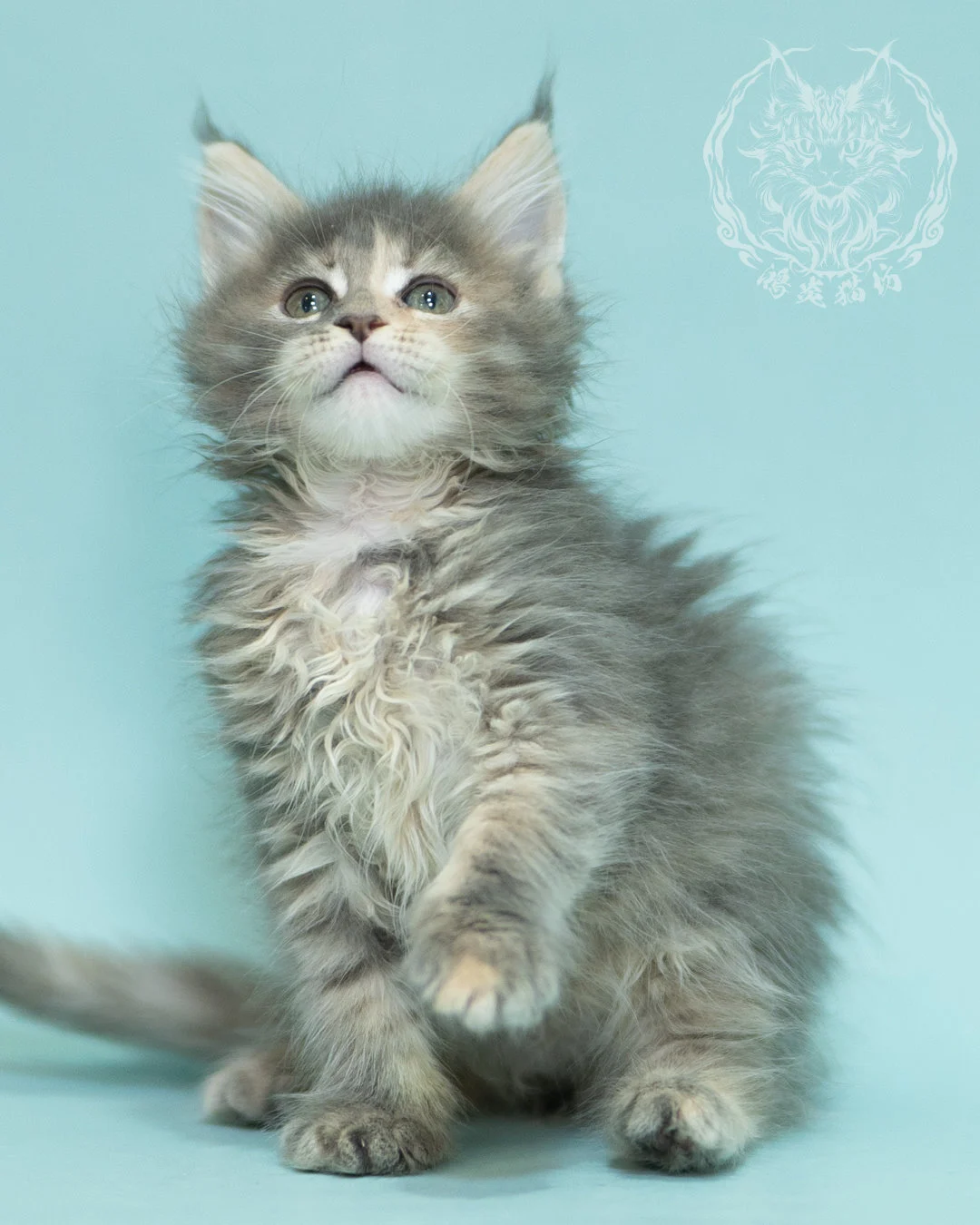 藍乳虎斑緬因貓 Blue Cream Tabby Maine Coon 2months Reachout 12