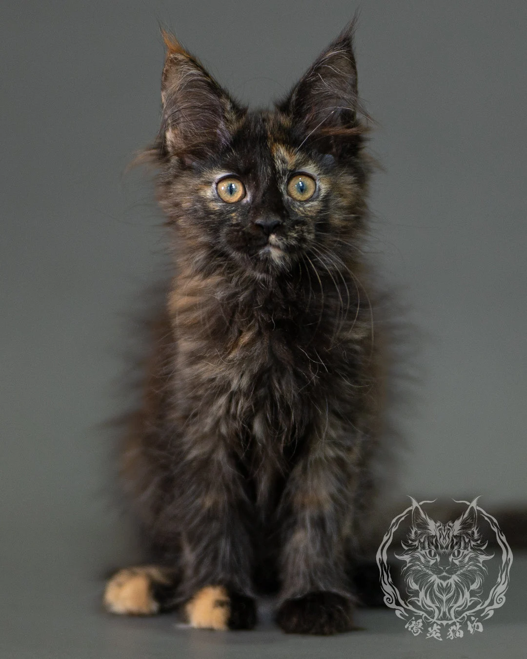 黑玳帽緬因貓 Black Tortoiseshell Maine Coon 2months Closeup 5