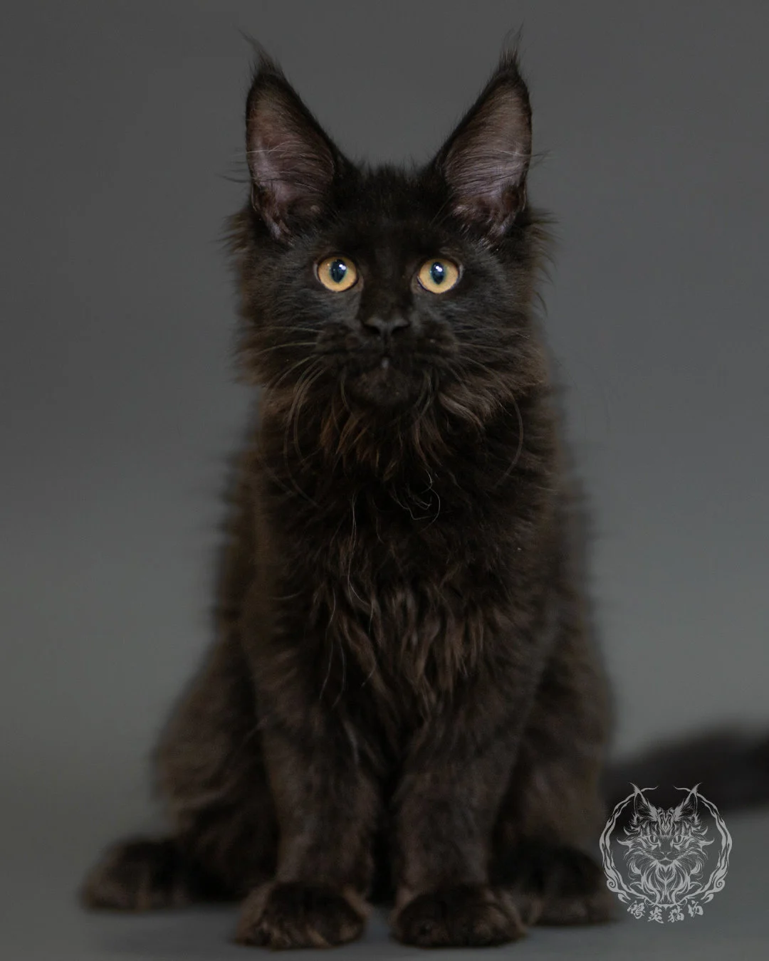 黑色緬因貓 Black Maine Coon 3months Record 1