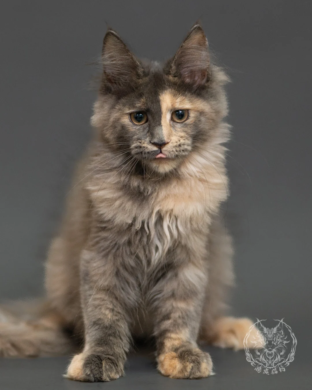 藍乳玳帽緬因貓 Blue Cream Tortie Maine Coon 3months Record 8