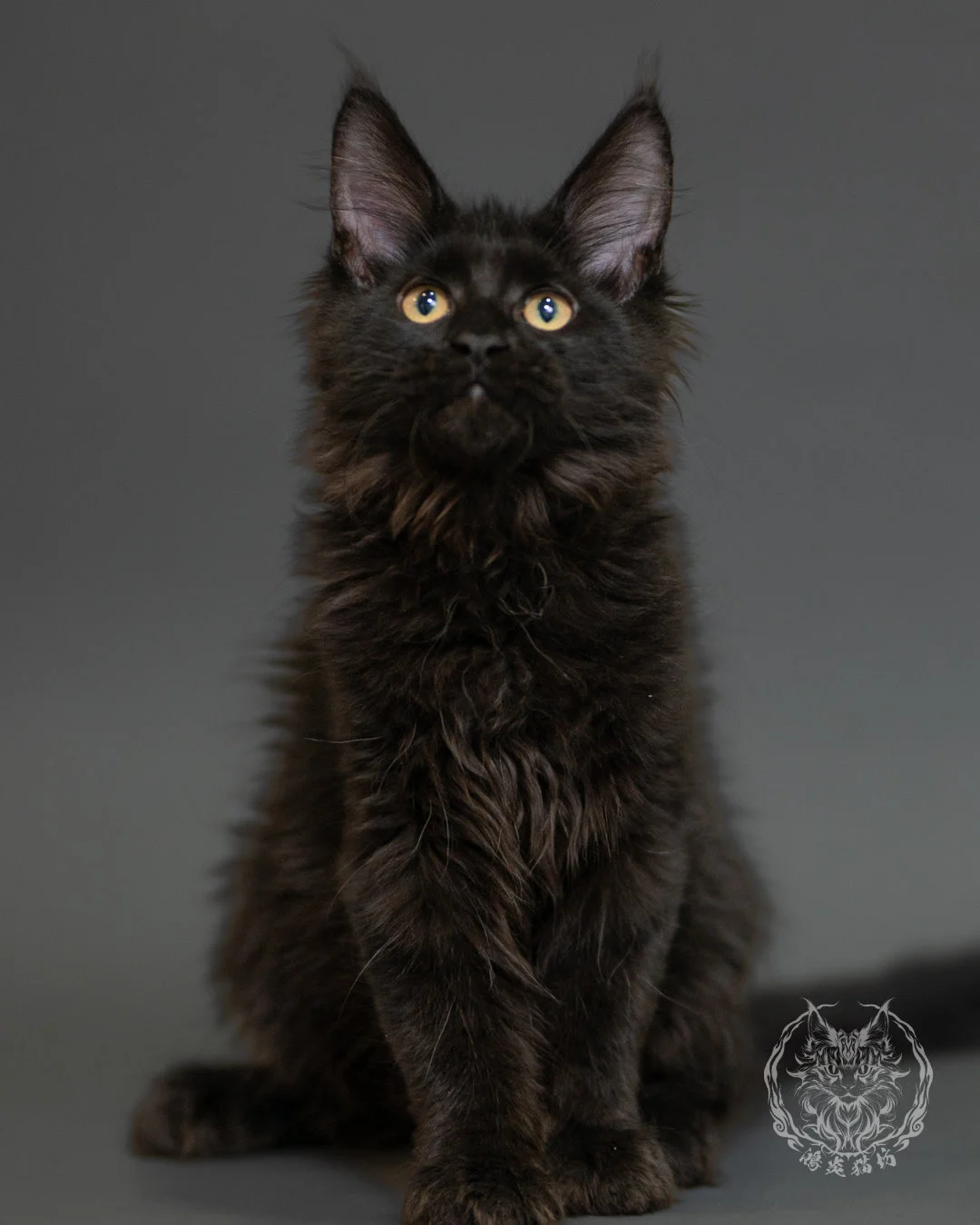 黑色緬因貓 Black Maine Coon 3months Record 12