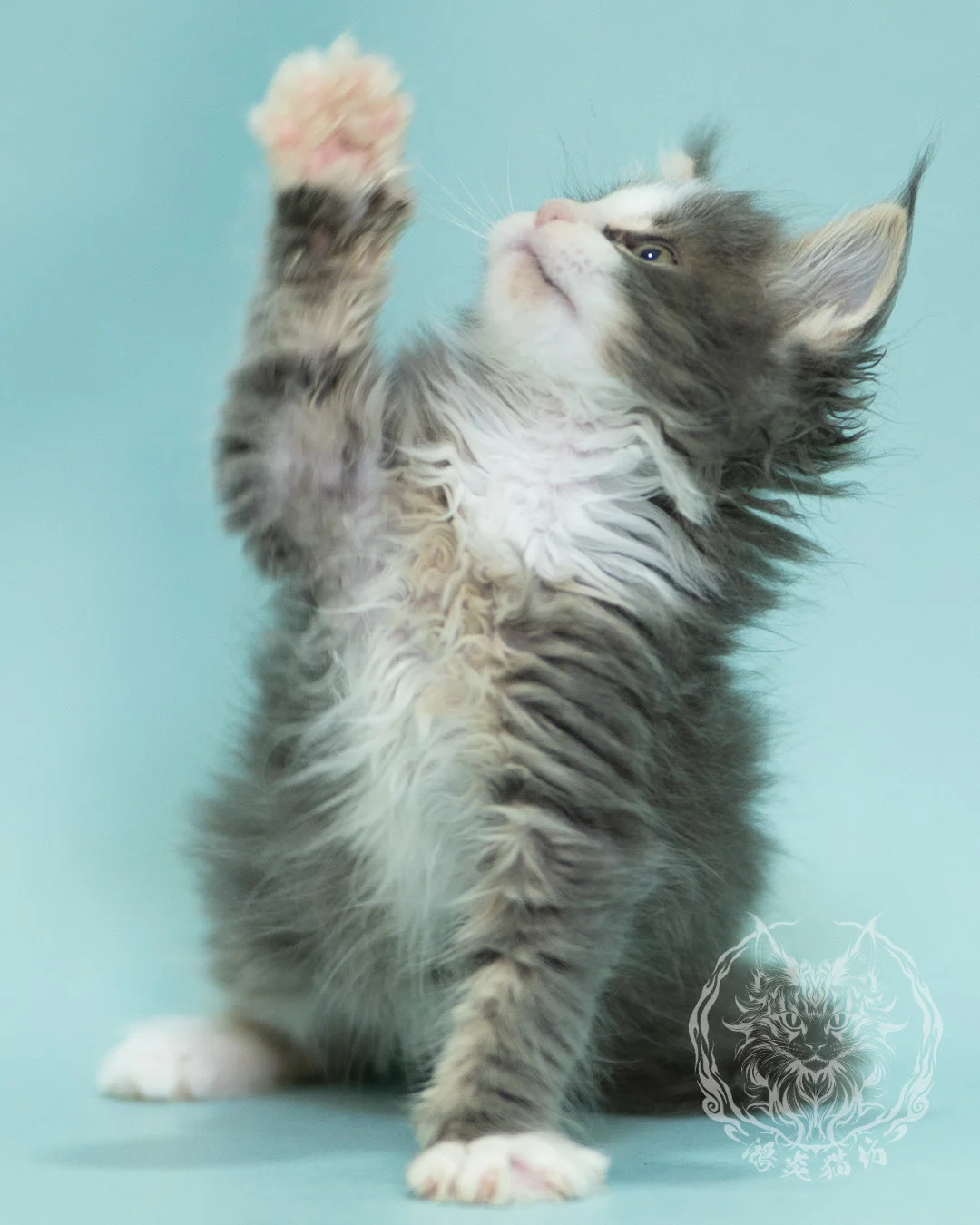 藍白賓士緬因貓 Blue Tabby Bicolor Maine Coon 2months Closeup 9