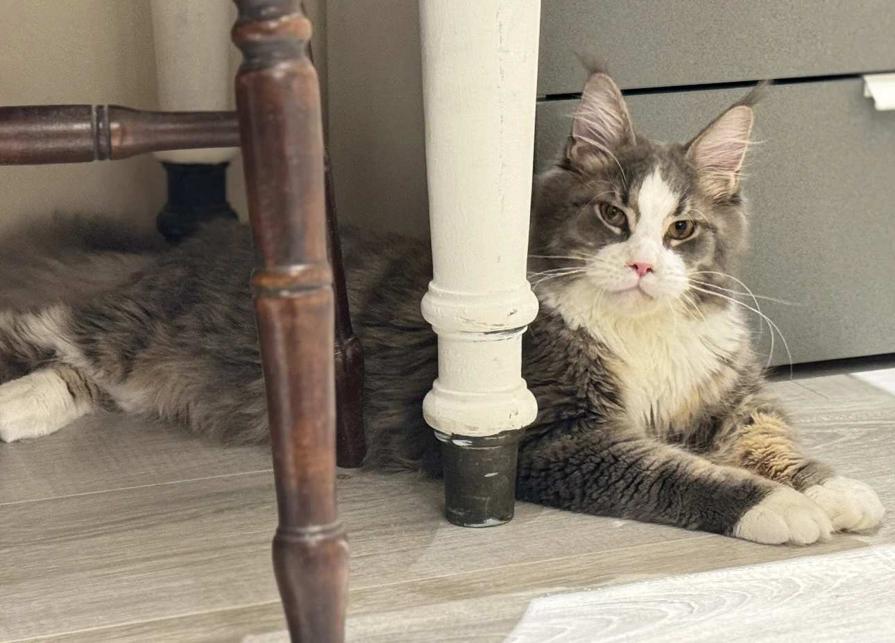 藍白賓士緬因貓