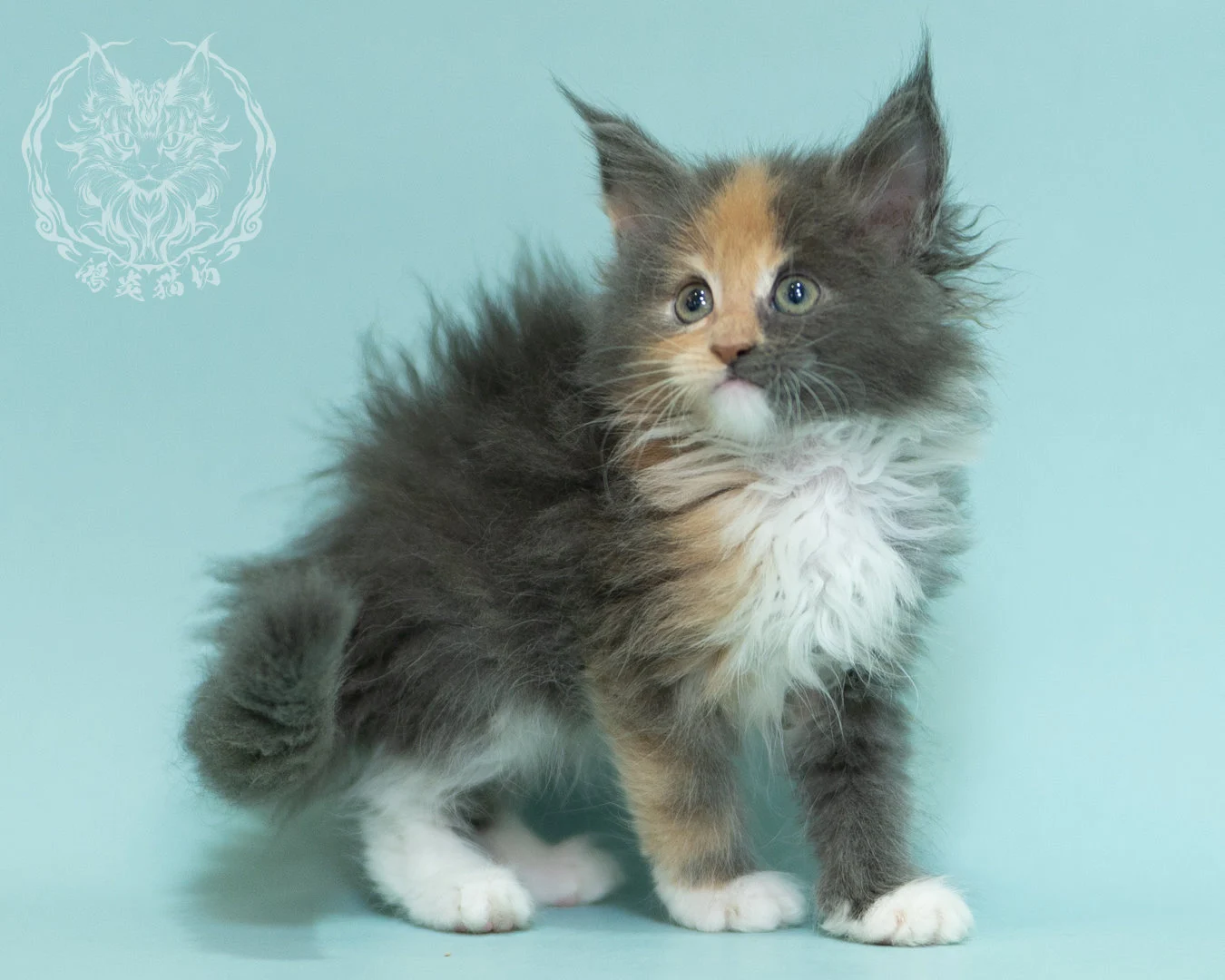 藍乳玳帽緬因貓 Blue Cream Tortie Maine Coon 2months Sidepose 10