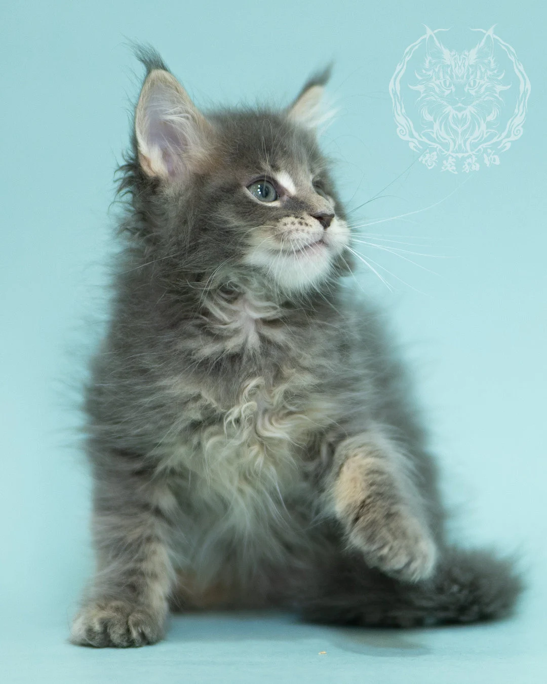 藍虎斑緬因貓 Blue Tabby Maine Coon 2months Sideview 8