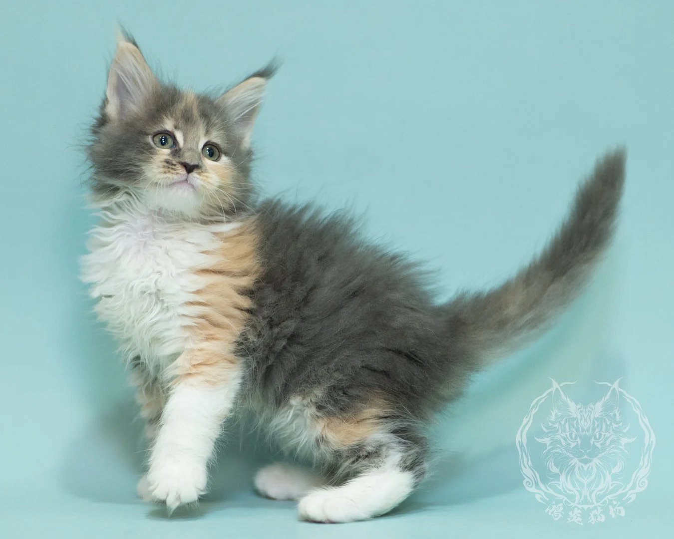 藍乳玳帽緬因貓 Blue Cream Tortie Maine Coon 2months Sidepose 22