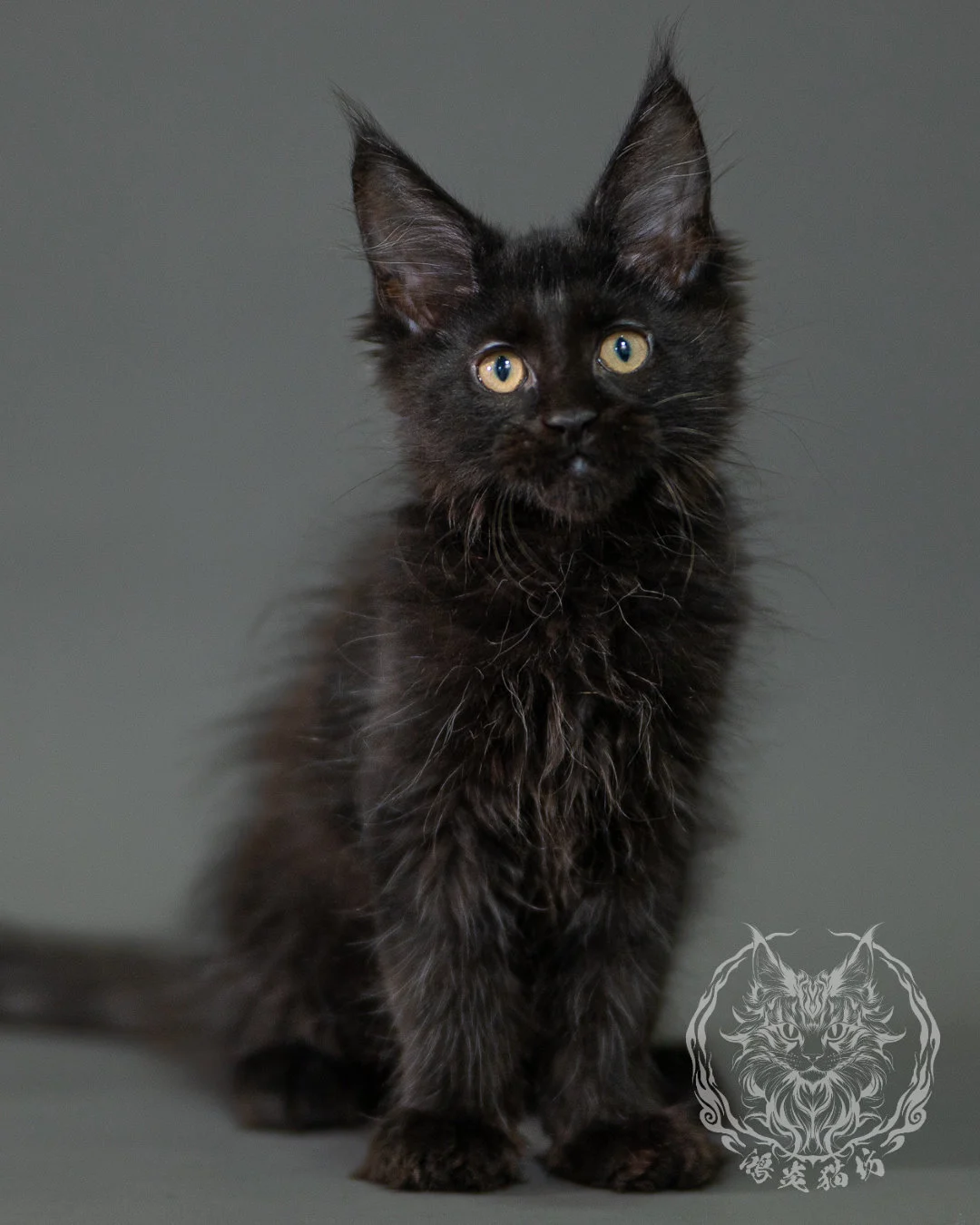 黑色緬因貓 Black Maine Coon 2months Closeup 12