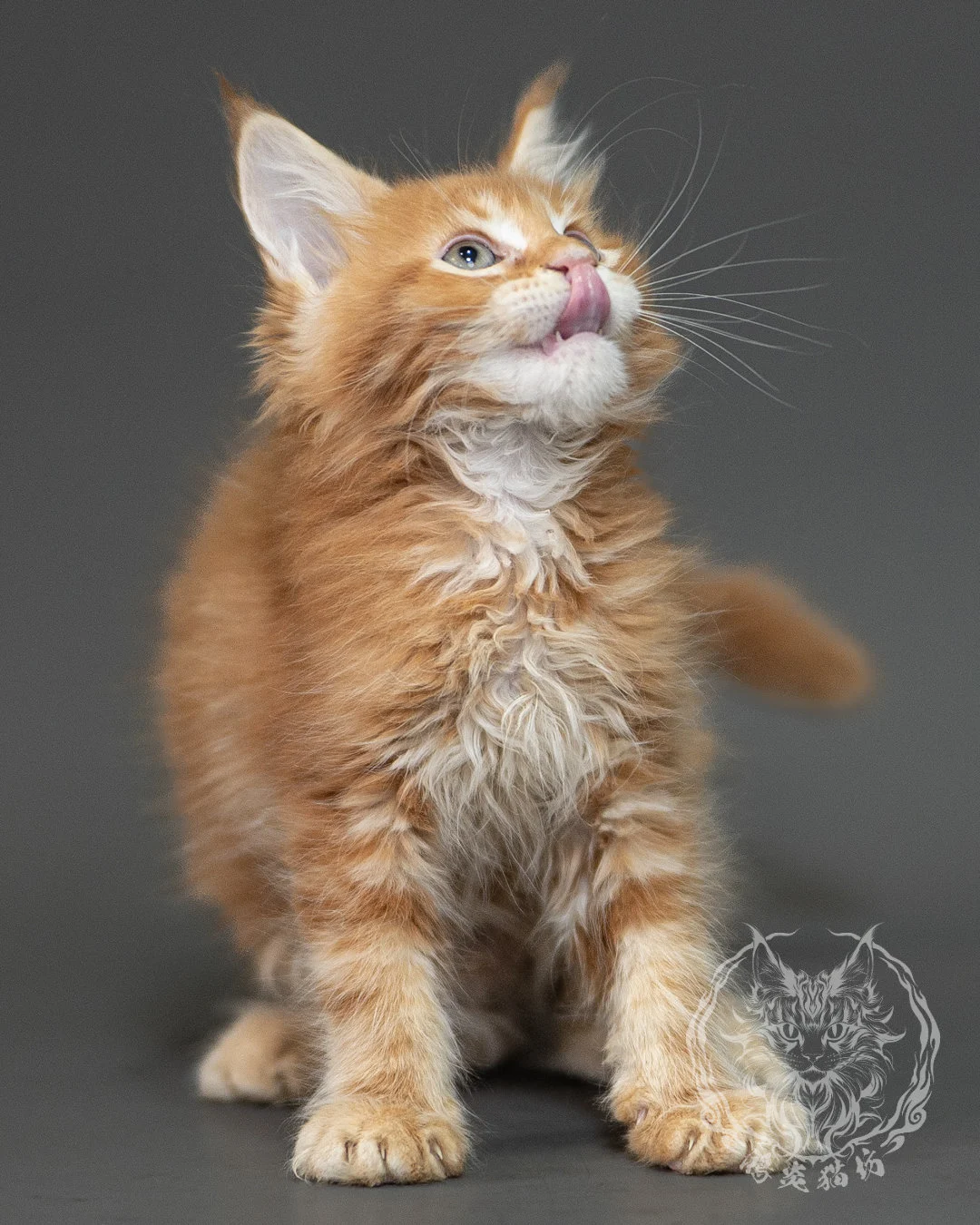 紅虎斑緬因貓 Red Tabby Maine Coon 2months Closeup 15