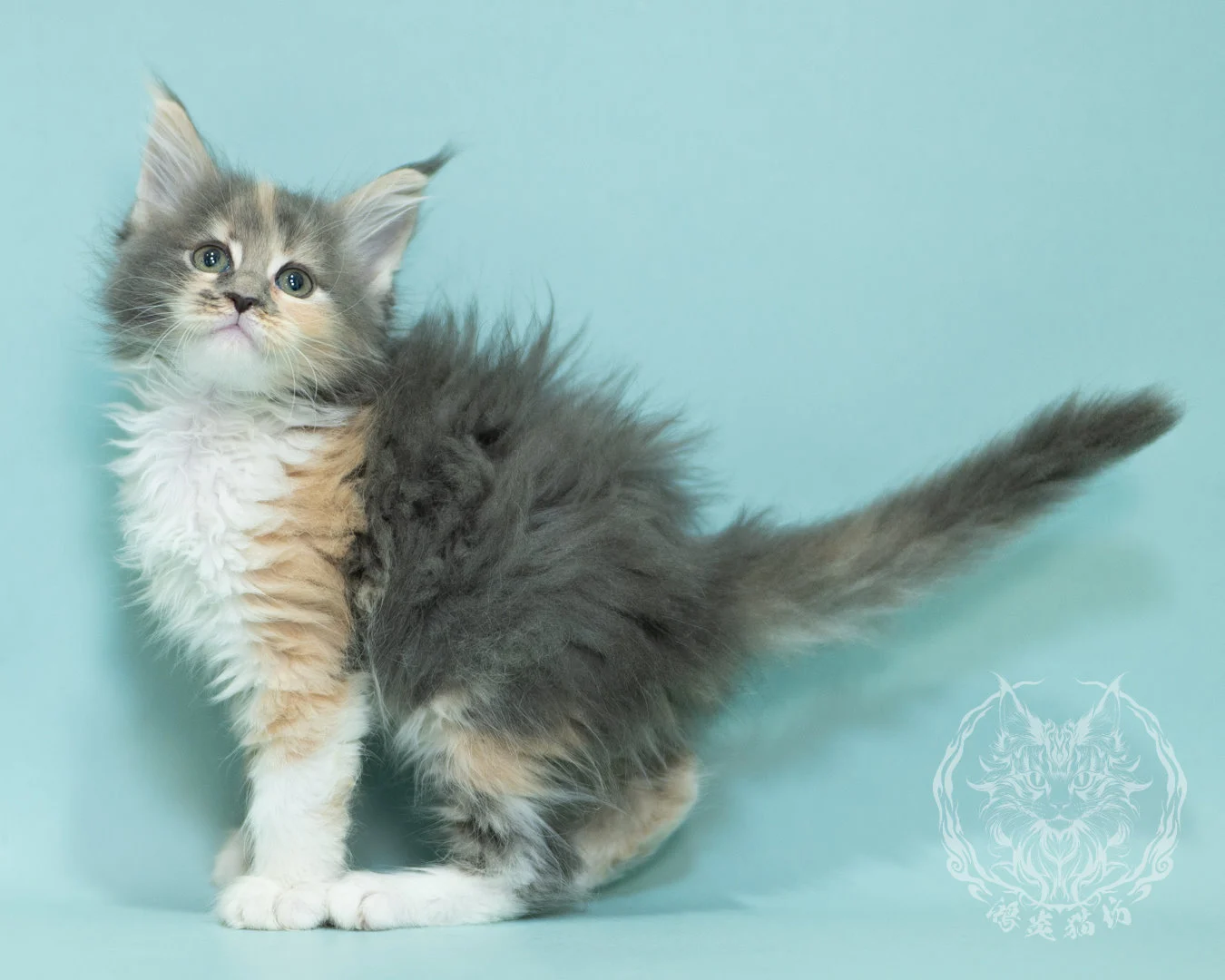 藍乳玳帽緬因貓 Blue Cream Tortie Maine Coon 2months Sidepose 18