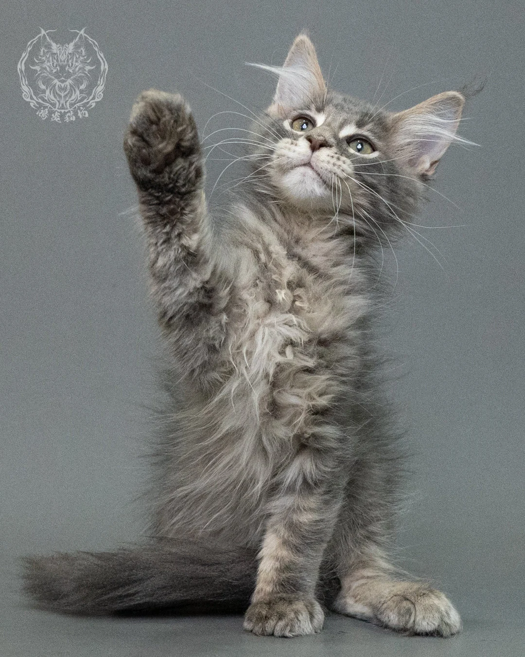 藍虎斑緬因貓 Blue Tabby Maine Coon 3months Closeup 4