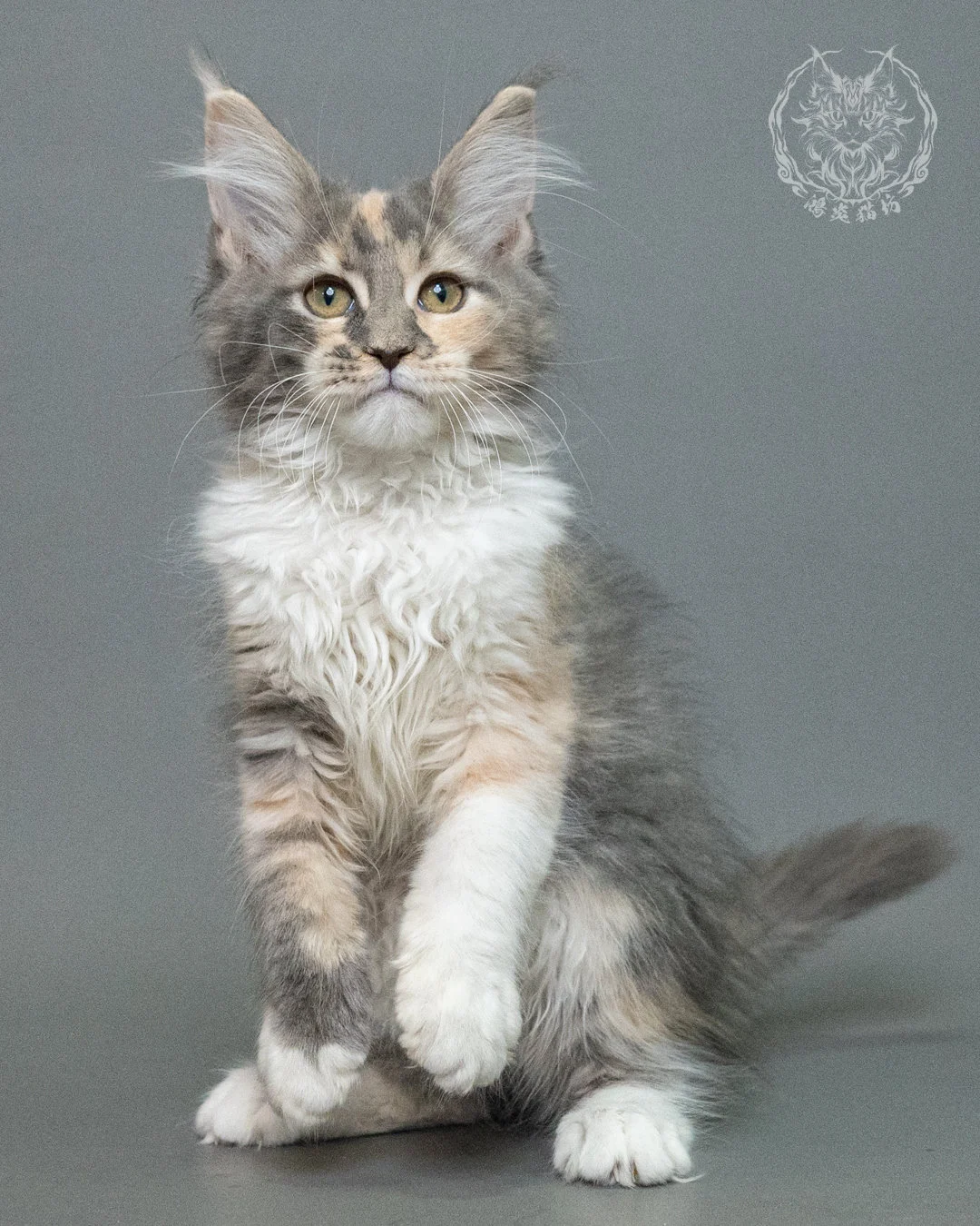 藍乳玳帽緬因貓 Blue Cream Tortie Maine Coon 3months Closeup 15