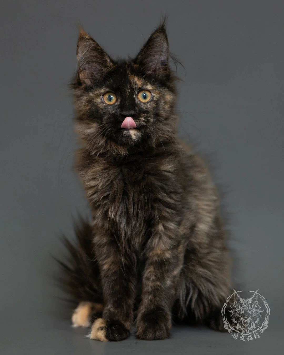 黑玳帽緬因貓 Tortoiseshell Maine Coon 3months Front 13