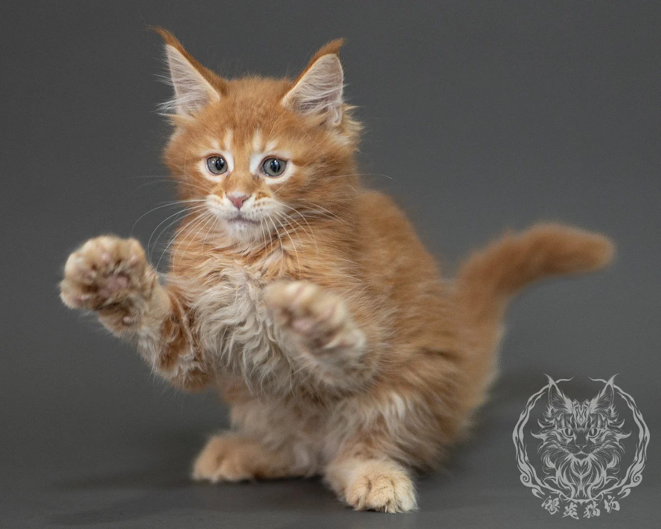 紅虎斑緬因貓 Red Tabby Maine Coon 2months Closeup 22