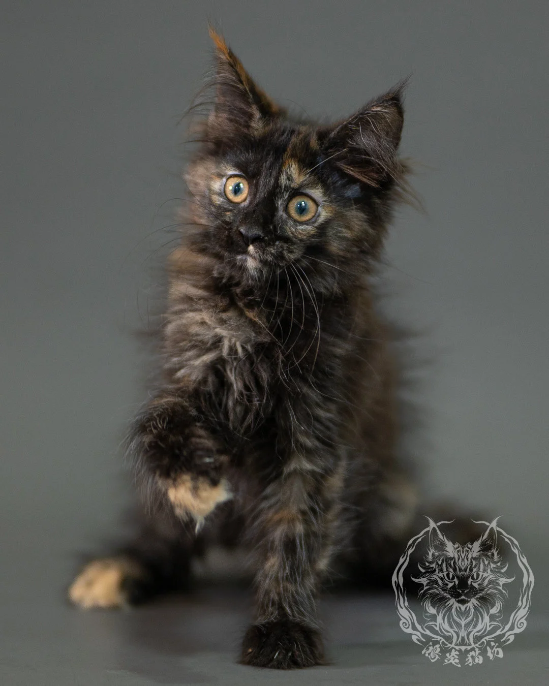 黑玳帽緬因貓 Black Tortoiseshell Maine Coon 2months Closeup 6