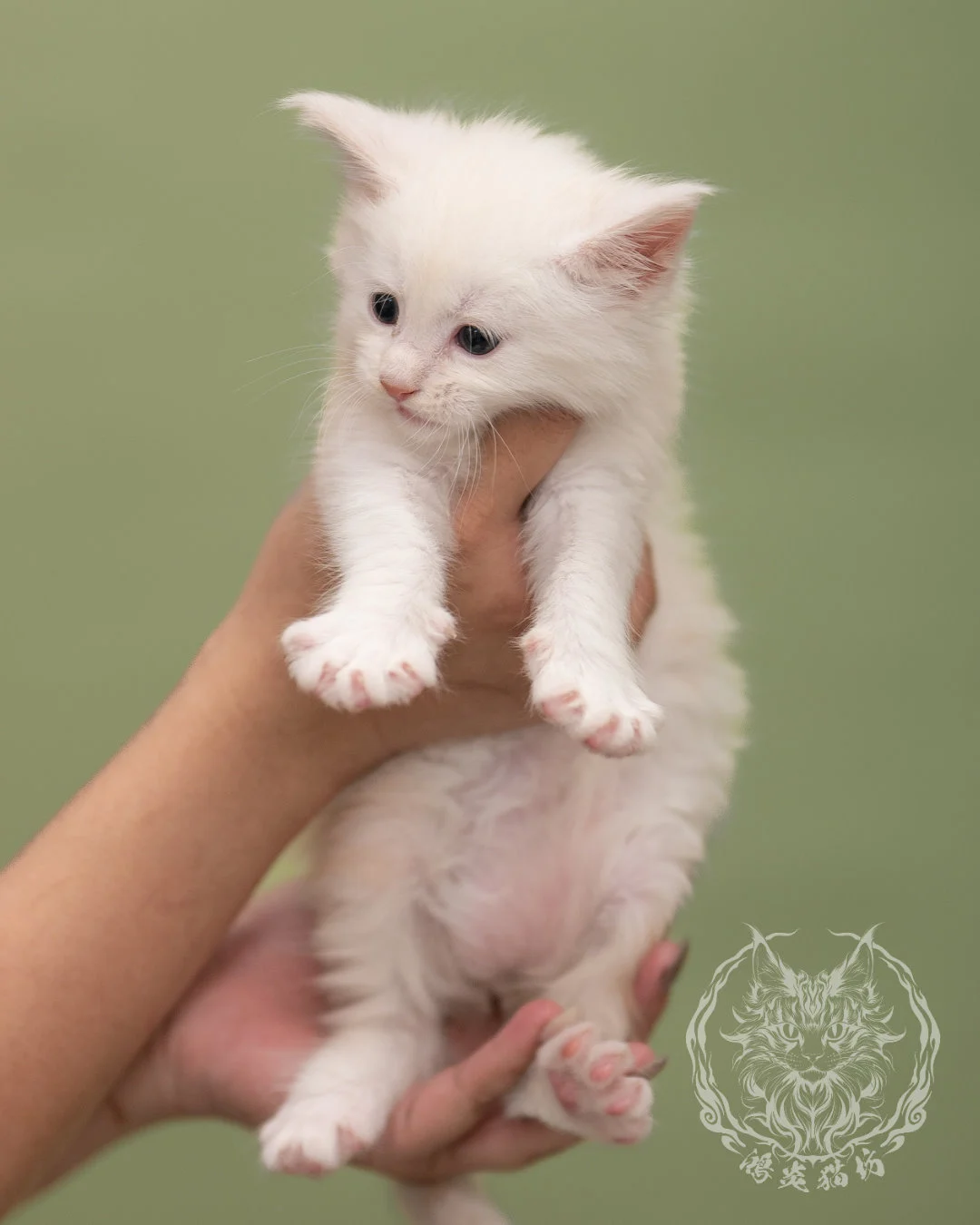 紅陰影緬因貓 Red Shaded Maine Coon 4weeks Closeup 1