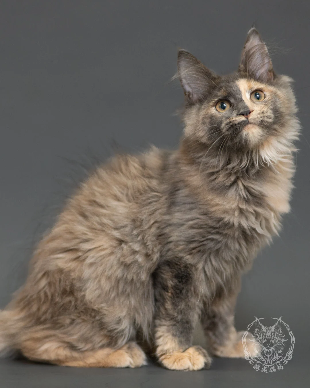 藍乳玳帽緬因貓 Blue Cream Tortie Maine Coon 3months Record 13