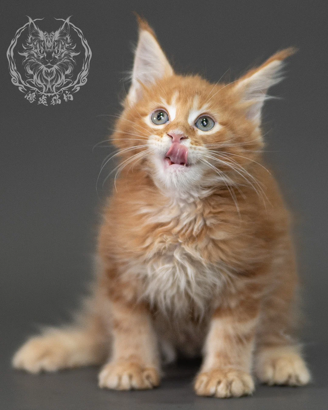 紅虎斑緬因貓 Red Tabby Maine Coon 2months Closeup 10