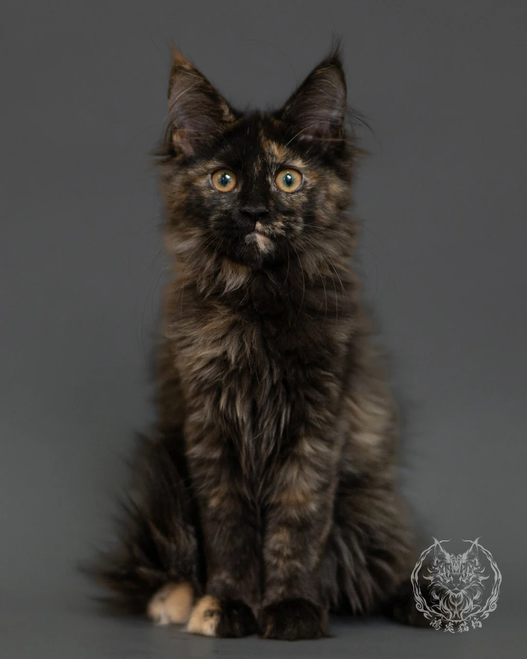 黑玳帽緬因貓 Tortoiseshell Maine Coon 3months Front 19