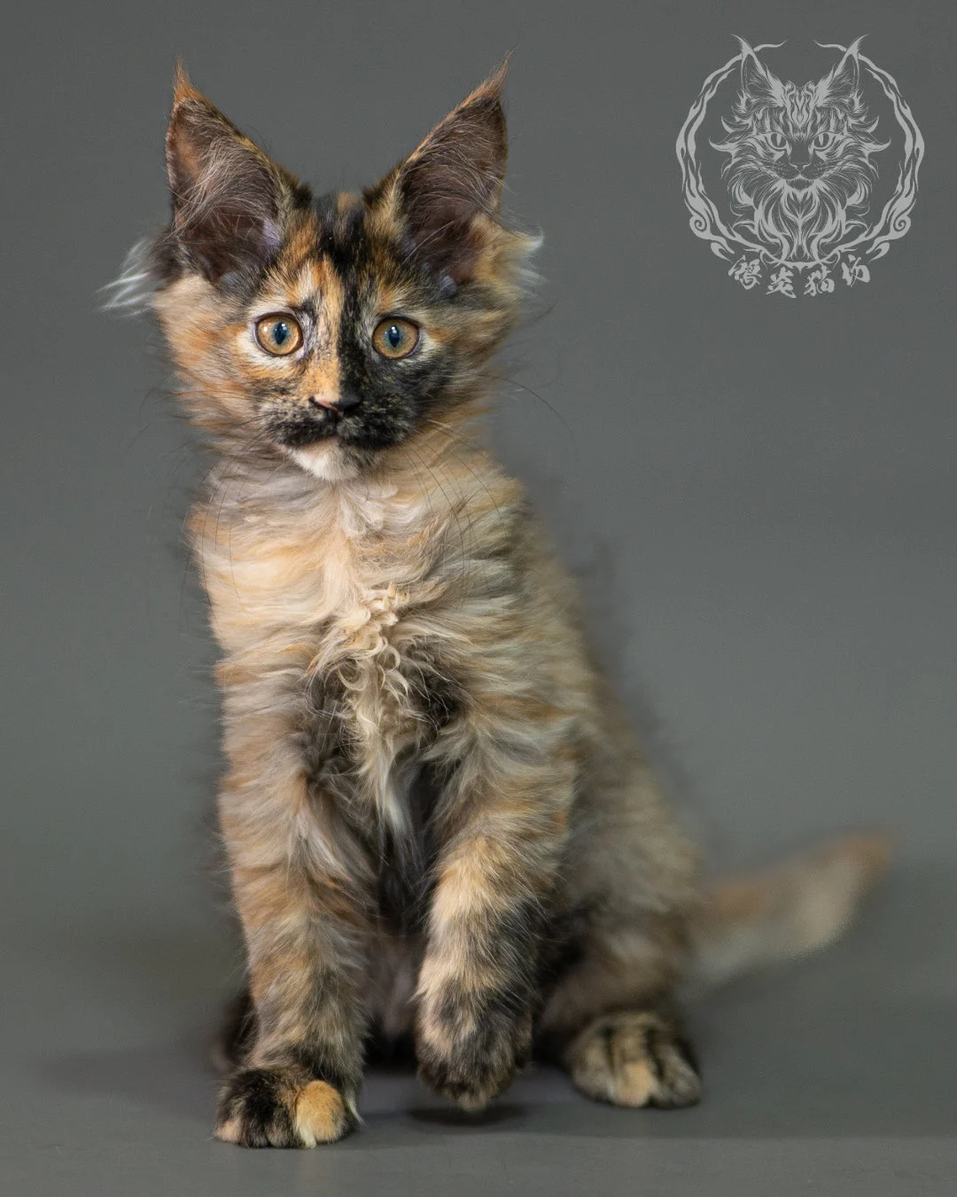 黑煙玳帽緬因貓 Black Smoke Tortie Maine Coon 2months Closeup 4