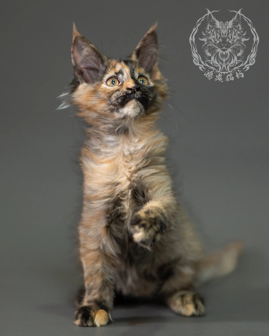 黑煙玳帽緬因貓 Black Smoke Tortie Maine Coon 2months Closeup 3