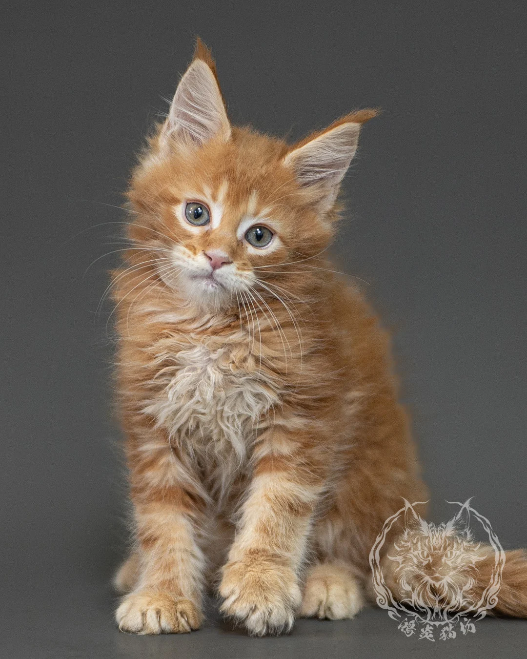紅虎斑緬因貓 Red Tabby Maine Coon 2months Closeup 3