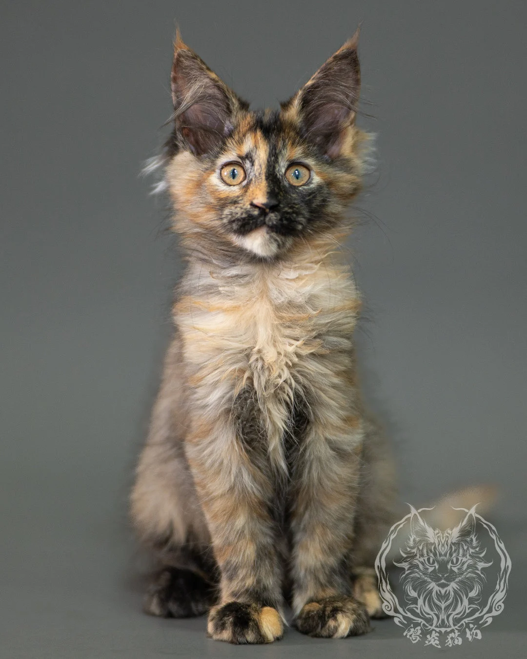 黑煙玳帽緬因貓 Black Smoke Tortie Maine Coon 2months Closeup 16