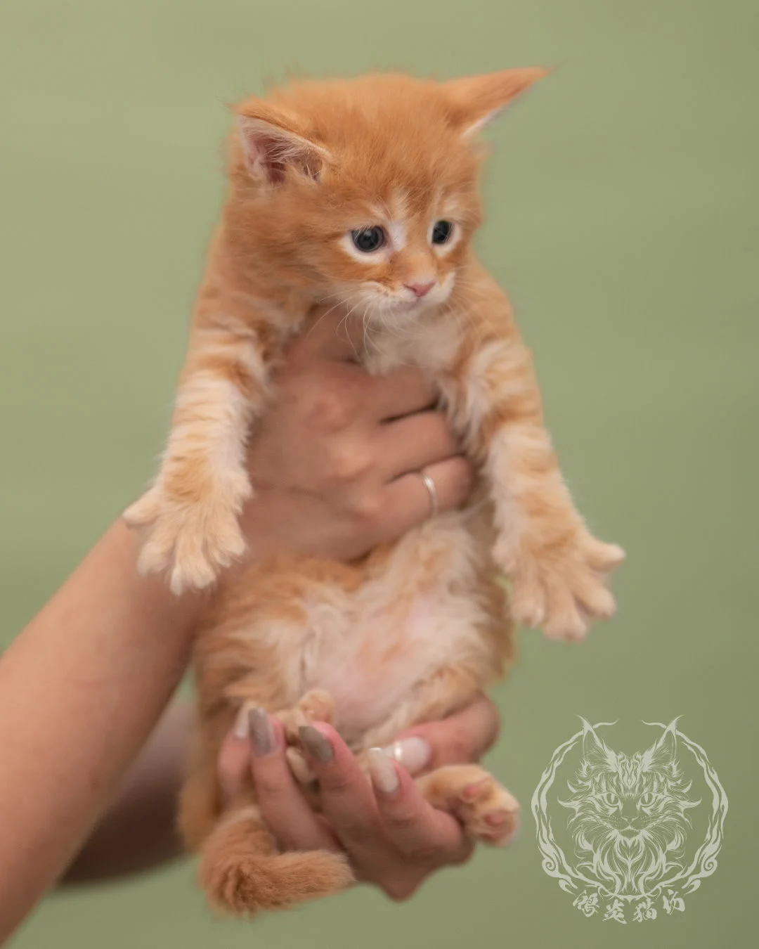 紅虎斑緬因貓 Red Tabby Maine Coon 4weeks Closeup 4