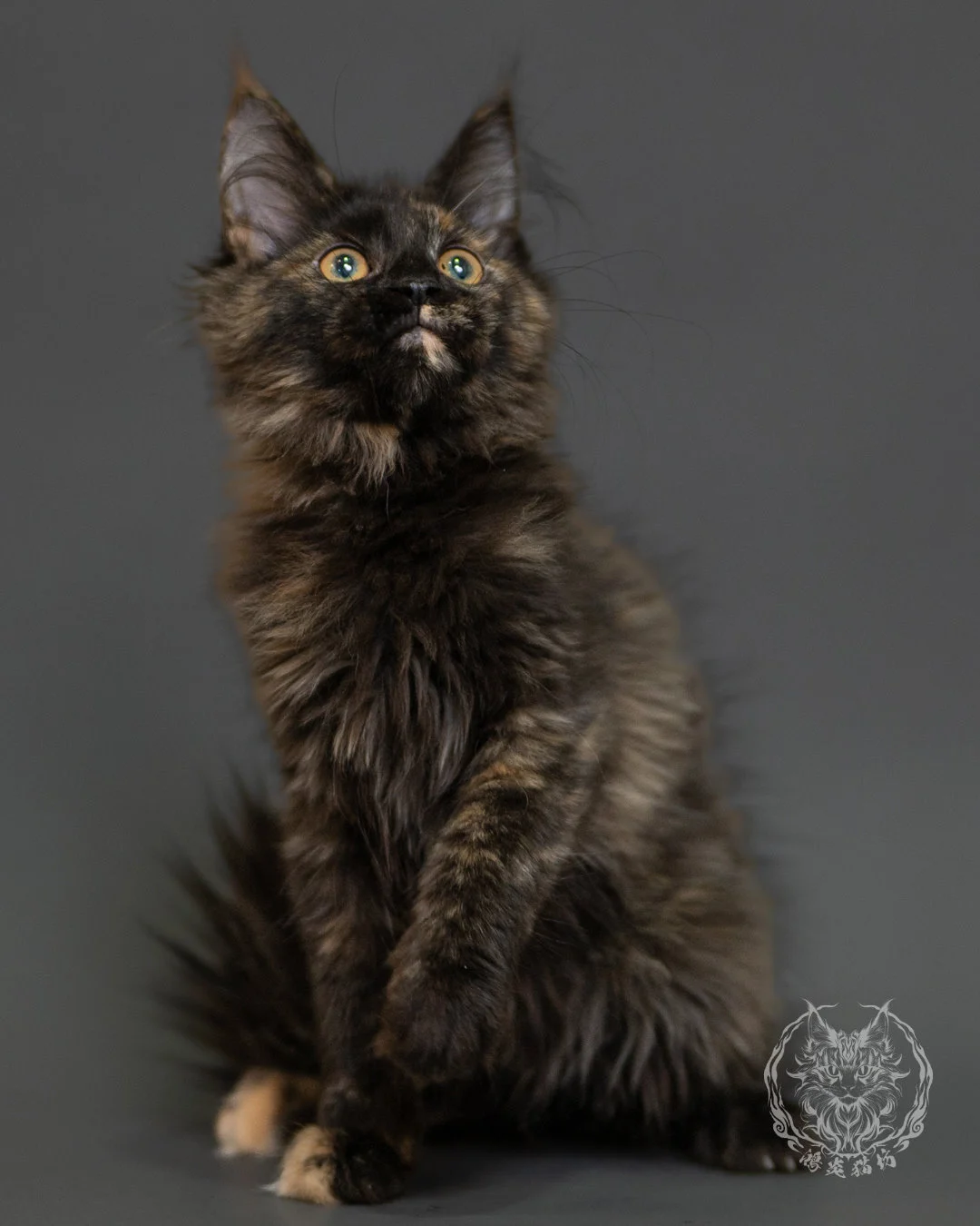 黑玳帽緬因貓 Tortoiseshell Maine Coon 3months Front 12