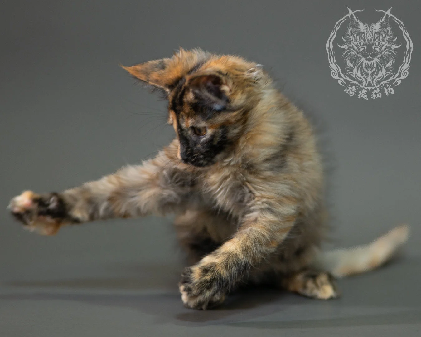 黑煙玳帽緬因貓 Black Smoke Tortie Maine Coon 2months Closeup 21