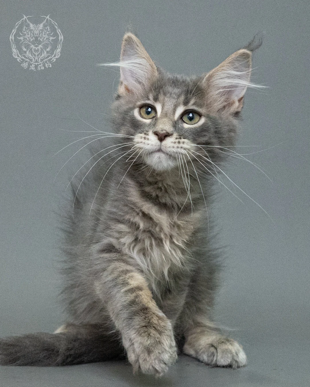 藍虎斑緬因貓 Blue Tabby Maine Coon 3months Closeup 3
